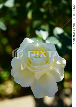 6112 Rose Garden Party 6112 Rose Garden Party 110866665