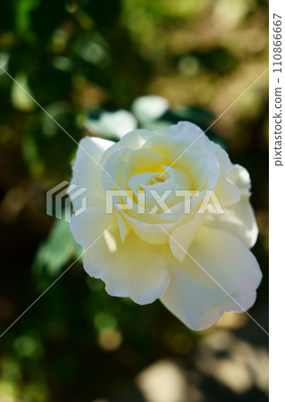 6111 Rose Garden Party 6111 Rose Garden Party 110866667