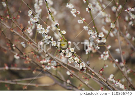 Full bloom white plum and white-eye Full bloom white plum and white-eye 110866740