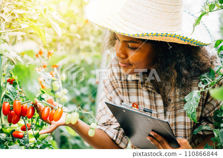 A millennial agronomist acting as both a quality inspector and farmer meticulously checks cherry tomatoes in a greenhouse recording data on a clipboard. Portrait of dedication in produce excellence. A millennial agronomist acting as both a quality inspector and farmer meticulously checks cherry tomatoes in a greenhouse recording data on a clipboard. Portrait of dedication in produce excellence. 110866844