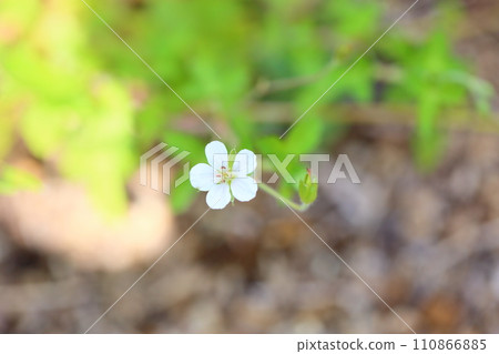 Cranesbill花 110866885