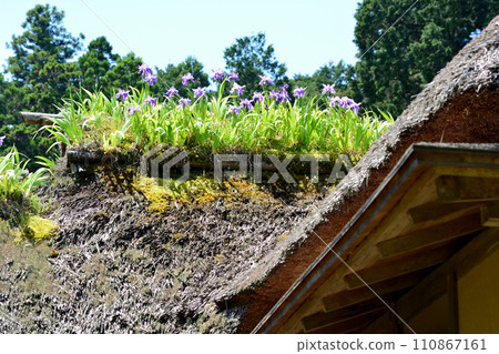 Nishiyama Goten (Nishiyamaso) 2023-5-3 #90 Nishiyama Goten (Nishiyamaso) 2023-5-3 #90 110867161