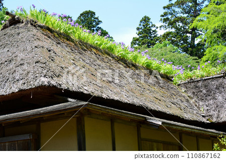 Nishiyama Goten (Nishiyamaso) 2023-5-3 #91 Nishiyama Goten (Nishiyamaso) 2023-5-3 #91 110867162