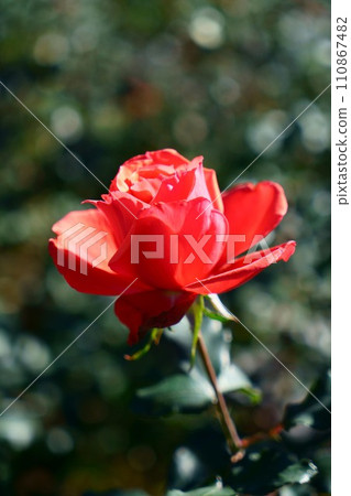 6130 Rose Fidelio 6130 Rose Fidelio 110867482