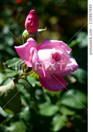 6121 Rose Lady Luck 6121 Rose Lady Luck 110867493