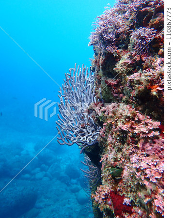 Colorful underwater Colorful underwater 110867773