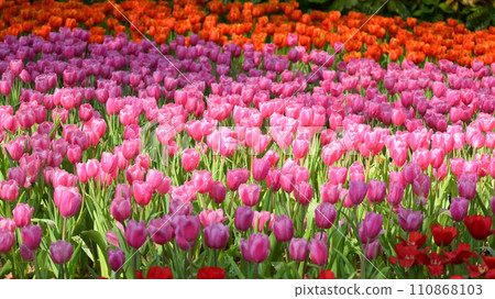 beautiful pink tulip in the garden, natural background beautiful pink tulip in the garden, natural background 110868103