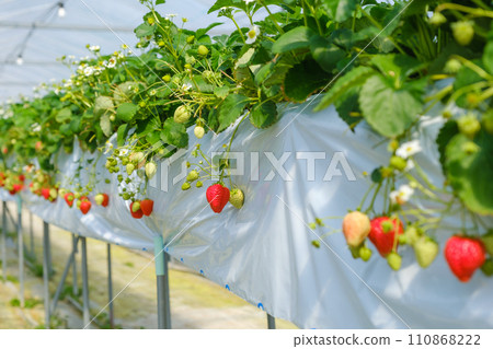 Vinyl greenhouse farm for growing strawberries Strawberry picking 110868222