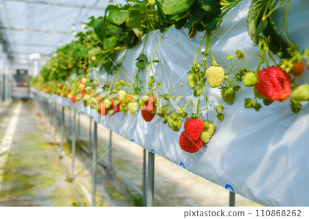 種植草莓的乙烯基溫室農場 草莓採摘 110868262