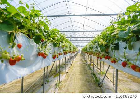 種植草莓的乙烯基溫室農場 草莓採摘 110868270