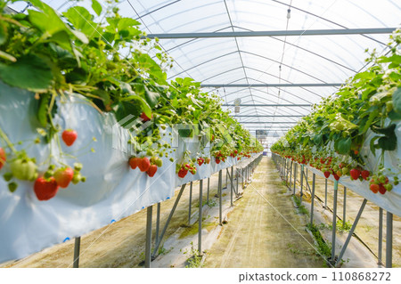 Vinyl greenhouse farm for growing strawberries Strawberry picking 110868272