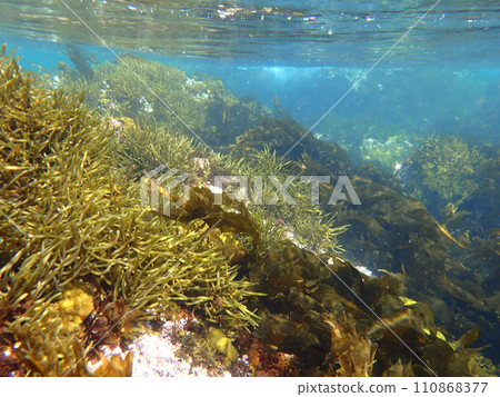 Seaweed and hijiki underwater 110868377