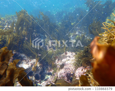 Seaweed grows 110868379