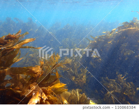 Natural world underwater seaweed Natural world underwater seaweed 110868384