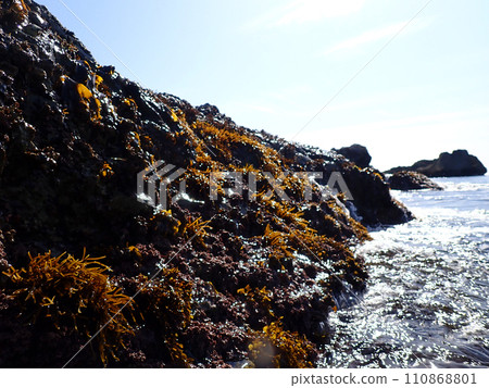 Hijiki sprouts Hijiki sprouts 110868801