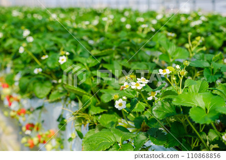 Strawberry flower vinyl house farm 110868856
