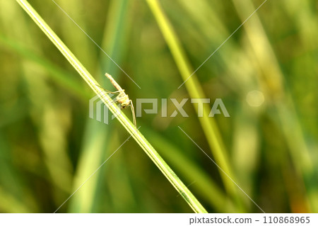 A mosquito sits on the grass. A mosquito sits on the grass. 110868965