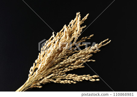 Ears of rice, rice, new rice Ears of rice, rice, new rice 110868981