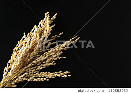 Ears of rice, rice, new rice Ears of rice, rice, new rice 110868983