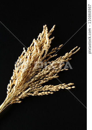 Ears of rice, rice, new rice 110868987