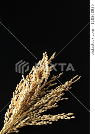 Ears of rice, rice, new rice Ears of rice, rice, new rice 110868989