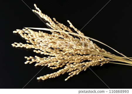 Ears of rice, rice, new rice 110868993