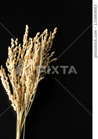 Ears of rice, rice, new rice Ears of rice, rice, new rice 110869003