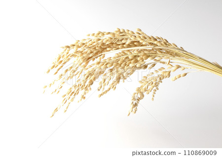 稻穗、米、新米 110869009