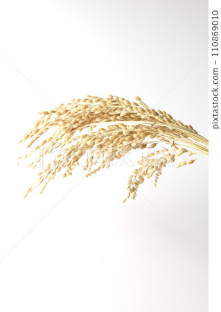 Ears of rice, rice, new rice 110869010