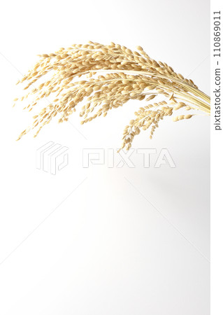 Ears of rice, rice, new rice Ears of rice, rice, new rice 110869011