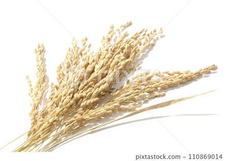 Ears of rice, rice, new rice 110869014