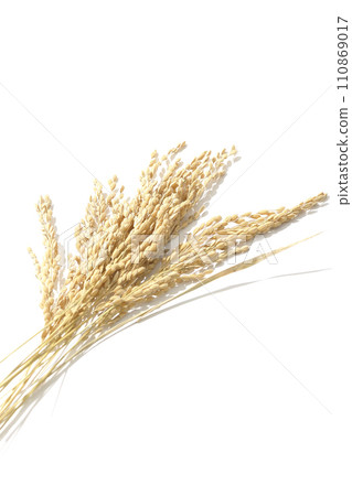 稻穗、米、新米 稻穗、米、新米 110869017