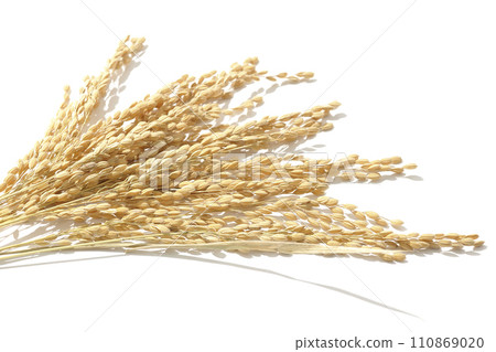稻穗、米、新米 110869020