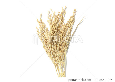 Ears of rice, rice, new rice Ears of rice, rice, new rice 110869026