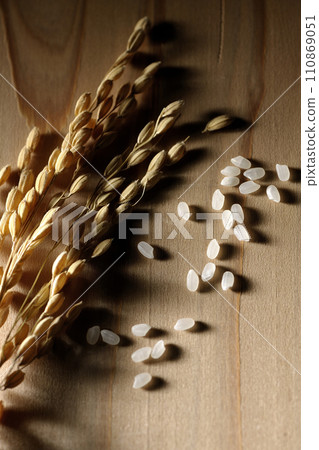 Ears of rice, rice, new rice Ears of rice, rice, new rice 110869051