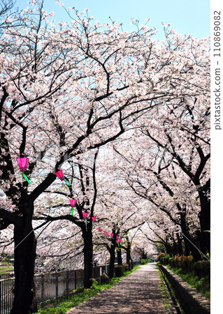 Cherry blossoms at Arako River Park 110869082