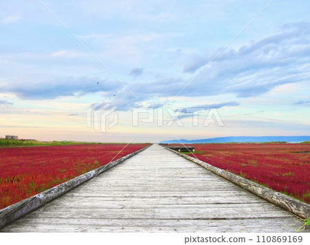 珊瑚草和一條筆直的道路被染成紅色 110869169