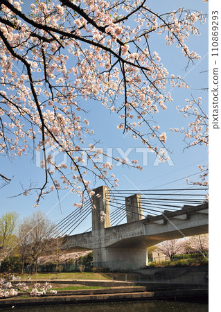 Arako河公園的櫻花 110869293