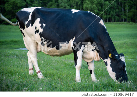 Grass-fed cattle Grass-fed cattle 110869417