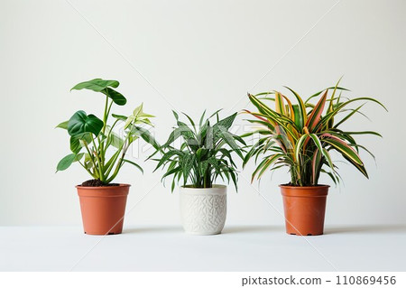 Houseplant background material 03 Houseplant background material 03 110869456