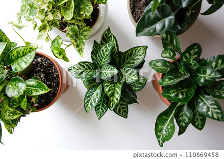 室內植物背景素材05 室內植物背景素材05 110869458