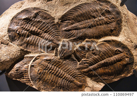 Trilobite fossil Trilobite fossil 110869497