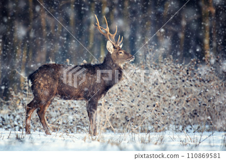 Adult roe deer in the winter forest with snowfall. Animal in natural habitat 110869581