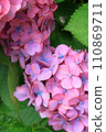 hydrangea flower 110869711