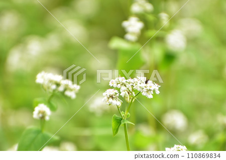 蕎麥花和蜜蜂 蕎麥花和蜜蜂 110869834