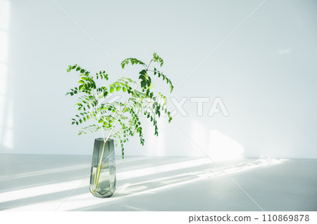 觀賞植物放置在陽光照射進來的窗戶附近 觀賞植物放置在陽光照射進來的窗戶附近 110869878