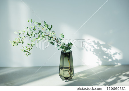 觀賞植物放置在陽光照射進來的窗戶附近 觀賞植物放置在陽光照射進來的窗戶附近 110869881