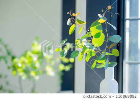 觀賞植物放置在陽光照射進來的窗戶附近 110869882