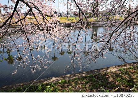 Cherry blossoms at Arako River Park Cherry blossoms at Arako River Park 110870253