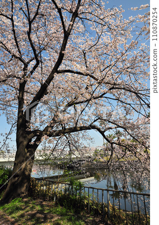 Cherry blossoms at Arako River Park Cherry blossoms at Arako River Park 110870254